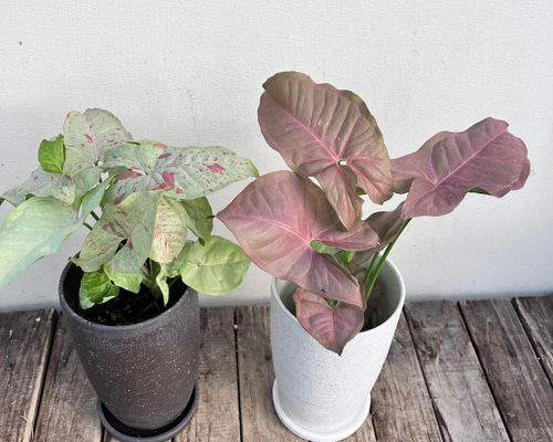 0172eb959a904ccb83d3d35c813e1f