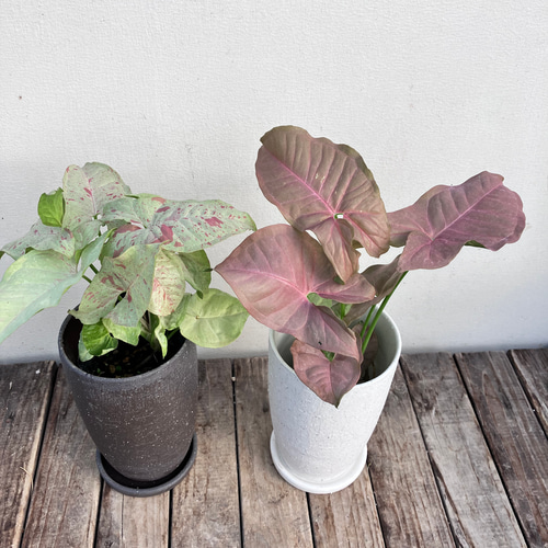 ピンク葉のシンゴニューム ネオン＊観葉植物＊ステキなかわいい