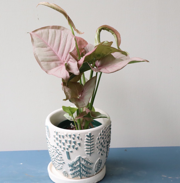 ピンク葉のシンゴニューム　ネオン＊観葉植物＊ステキなかわいい陶器鉢 2枚目の画像