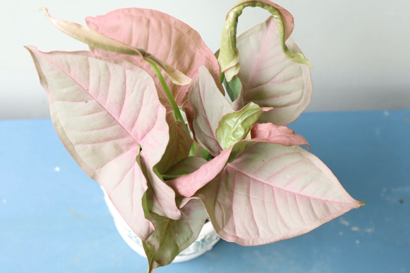 ピンク葉のシンゴニューム　ネオン＊観葉植物＊ステキなかわいい陶器鉢 4枚目の画像