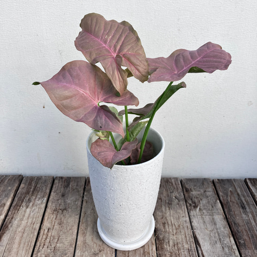 ピンク葉のシンゴニューム ネオン＊観葉植物＊ステキなかわいい陶器鉢
