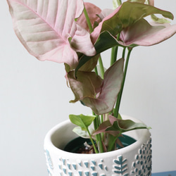 ピンク葉のシンゴニューム　ネオン＊観葉植物＊ステキなかわいい陶器鉢 3枚目の画像