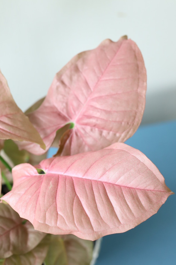 ピンク葉のシンゴニューム　ネオン＊観葉植物＊ステキなかわいい陶器鉢 5枚目の画像