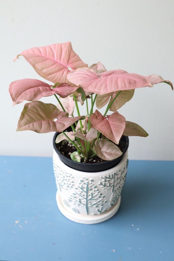 ピンク葉のシンゴニューム　ネオン＊観葉植物＊ステキなかわいい陶器鉢 1枚目の画像