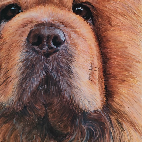チャウチャウ(犬) クレヨン画 2枚目の画像