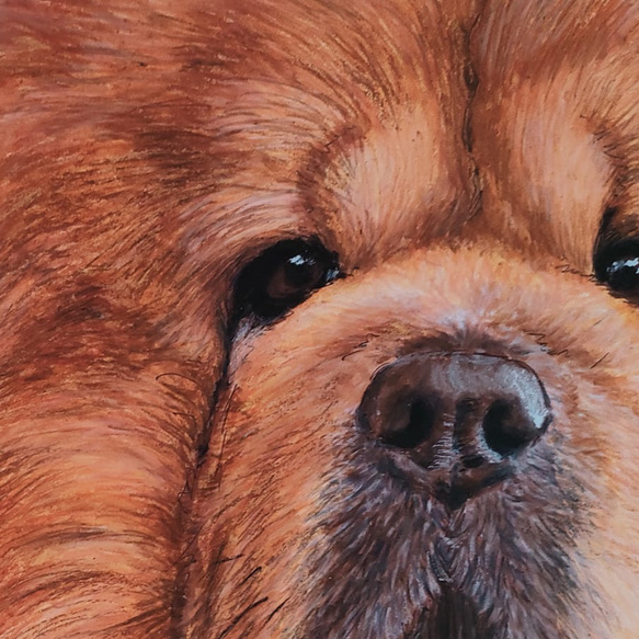 チャウチャウ(犬) クレヨン画 3枚目の画像