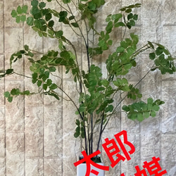 光触媒　人工観葉植物　ウンベラータグリーン　フェイク　フラワー　アジアンタム花器付 3枚目の画像