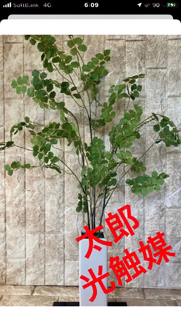 光触媒　人工観葉植物　ウンベラータグリーン　フェイク　フラワー　アジアンタム花器付 3枚目の画像