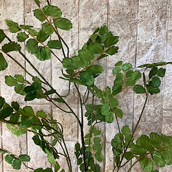 光触媒　人工観葉植物　ウンベラータグリーン　フェイク　フラワー　アジアンタム花器付 11枚目の画像