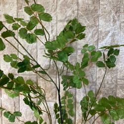 光触媒　人工観葉植物　ウンベラータグリーン　フェイク　フラワー　アジアンタム花器付 7枚目の画像