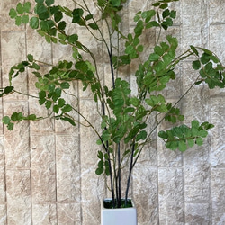 光触媒　人工観葉植物　ウンベラータグリーン　フェイク　フラワー　アジアンタム花器付 5枚目の画像