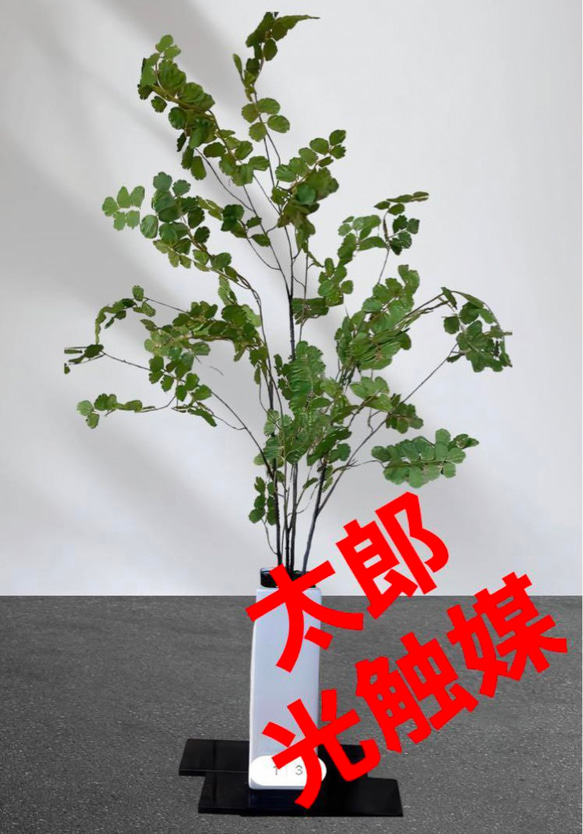 光触媒　人工観葉植物　ウンベラータグリーン　フェイク　フラワー　アジアンタム花器付 1枚目の画像