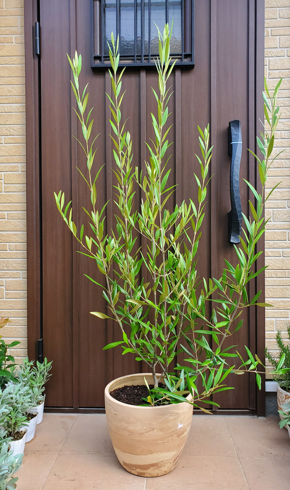 オリーブの木 ひなかぜ 大型テラコッタ鉢植え 苗 シンボルツリーに♪