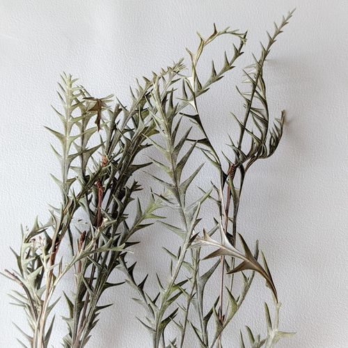 ドライフラワー ❇️グレビレアアイバンホー❣️ ドライフラワー］グレビレア アイバンホー商品ページ - 土と風の植物園