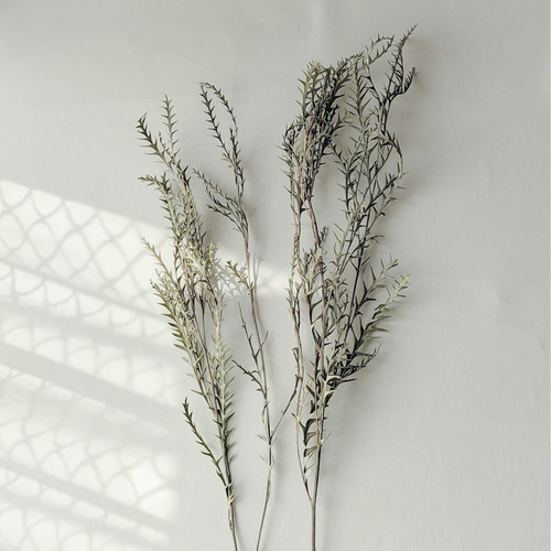 グレビレアアイバンホードライフラワー ドライフラワー mamemona 通販