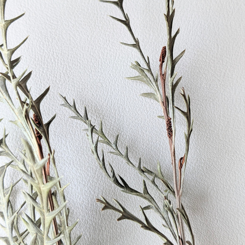 グレビレアアイバンホードライフラワー ドライフラワー mamemona 通販