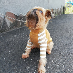 犬服オリジナル　暖かニット生地・ボーダー袖付犬服220904　#ボストンテリア　#フレンチブルドッグ 2枚目の画像