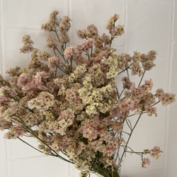 スターチス紫 ドライフラワー その他素材 cocoto 通販 14403085