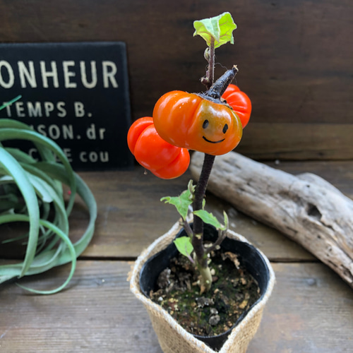 専用＊感謝Sale＊Halloweenソラナムパンプキン　ドライフラワーリース 854986c94763c710f0d2f9ac075ea8