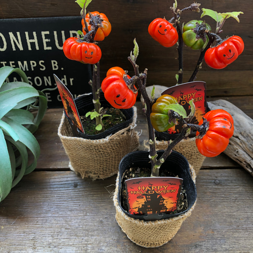 ソラナム パンプキン♡ハロウィンに♡早い者勝ち♡ アートフラワー