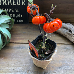 ソラナム　パンプキン♡ハロウィンに♡早い者勝ち♡ 19枚目の画像