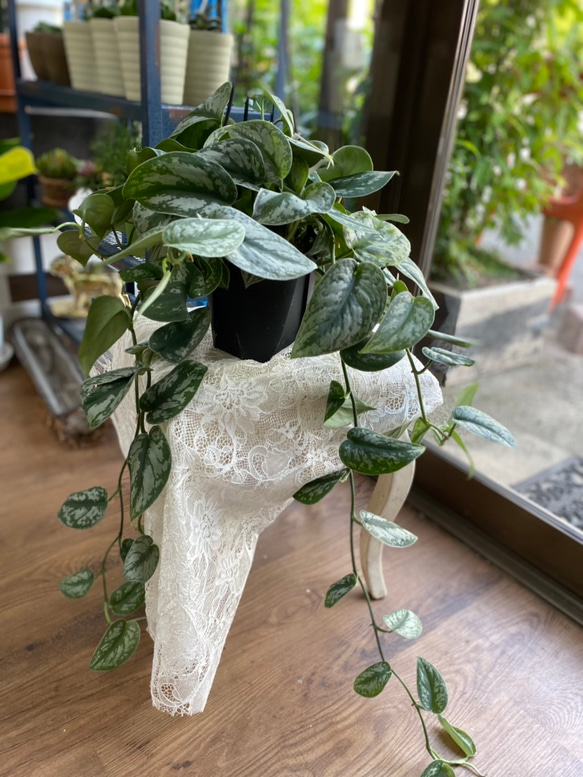観葉植物】スキンダプサス トレビー 5号 送料無料 その他