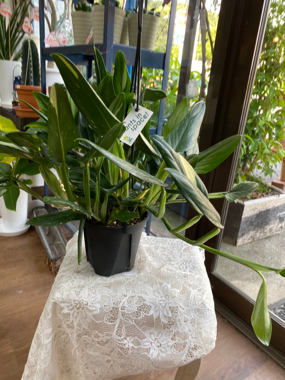 フィロデン ドロン コブラ 吊り鉢 5号 665 楽天市場】おしゃれ 観葉植物：フィロデンドロン コブラ*5号吊り
