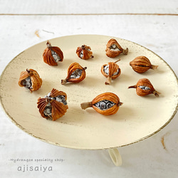 ドライフラワー　黒ホオズキ　500個 ドライフラワー 黒ホオズキ 500個