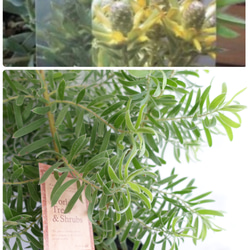 リュウカデンドロン コニカムイエロー 庭木 植木 オージープランツ