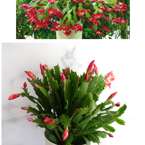 おしゃれ♡デンマークカクタス シャコバサボテン 6号 観葉植物 多肉