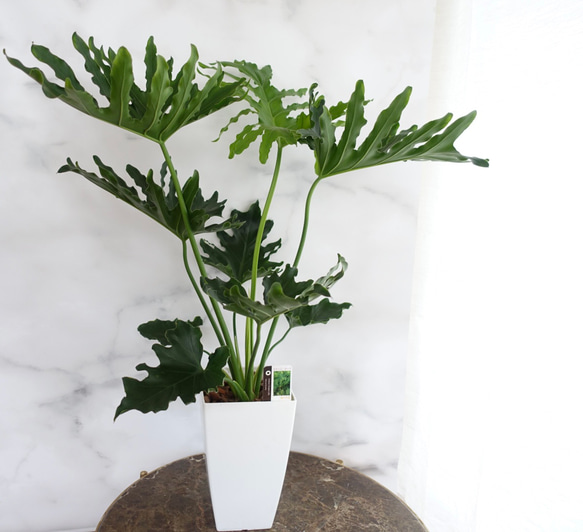 フィロデンドロン セローム ホープ 7号 観葉植物 室内 おしゃれ