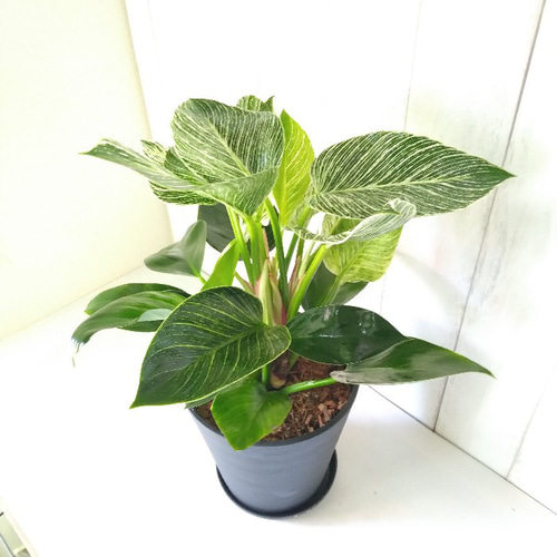 新しい品種希少種 フィロデンドロン【バーキン】 大株 観葉植物 高級