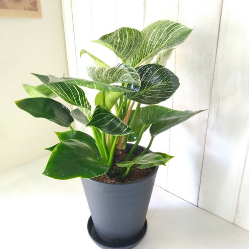 新しい品種希少種 フィロデンドロン【バーキン】 大株 観葉植物 高級