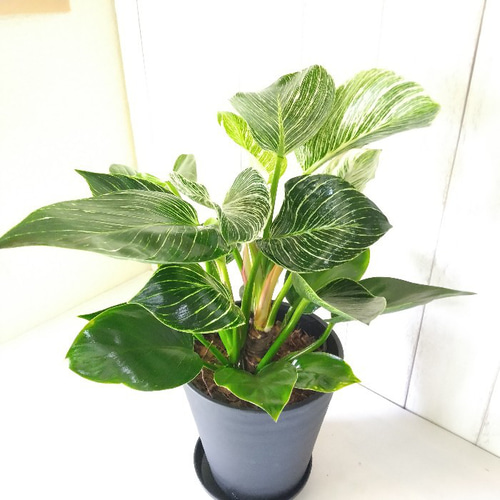 新しい品種希少種 フィロデンドロン【バーキン】 大株 観葉植物 高級