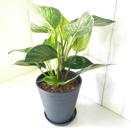 新しい品種希少種 フィロデンドロン【バーキン】 大株 観葉植物 高級