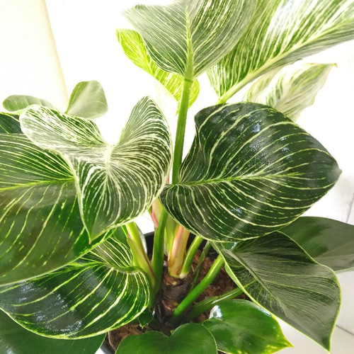 特大 希少品種 フィロデンドロン メキシカナム 6号鉢 葉長50cm超 現品］【希少】フィロデンドロン マキシマム 5号 観葉植物 室内