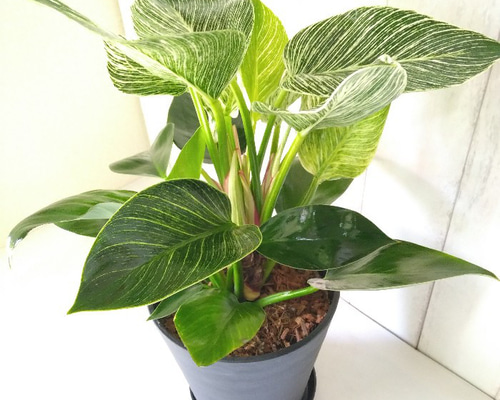 7fd54c332419d9ae44efa0332dd4d1