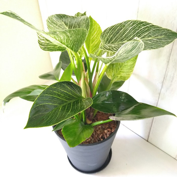 新しい品種希少種 フィロデンドロン【バーキン】 大株 観葉植物