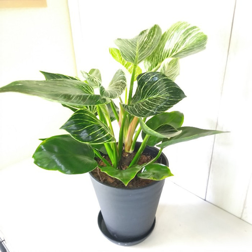 特大　希少　クロコダイルファーン　白鉢セラアート鉢　観葉植物　現物 特大 希少 クロコダイルファーン 白鉢セラアート鉢 観葉植物
