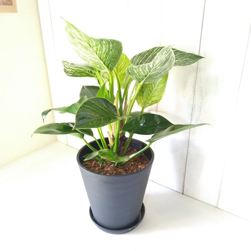 フィロデンドロン ロンギラミアタム 希少種