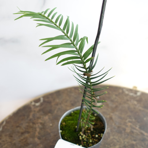 観葉植物　130株以上まとめ売り 送料無料】希少 最古の植物 ジュラシックツリー 観葉植物 ウォレマイ