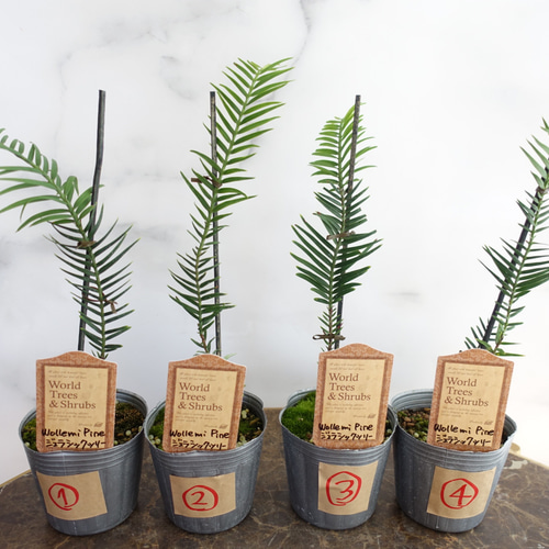 送料無料】希少 最古の植物 ジュラシックツリー 観葉植物 ウォレマイ 