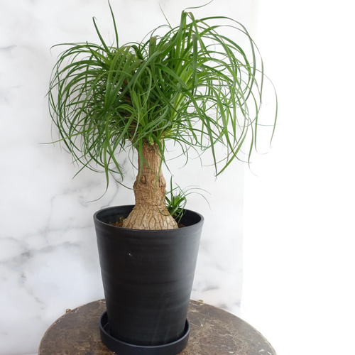おしゃれ観葉植物♡トックリラン ブランチ ポニーテール 室内 10号