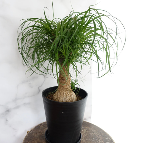 おしゃれ観葉植物♡トックリラン ブランチ ポニーテール 室内 10号