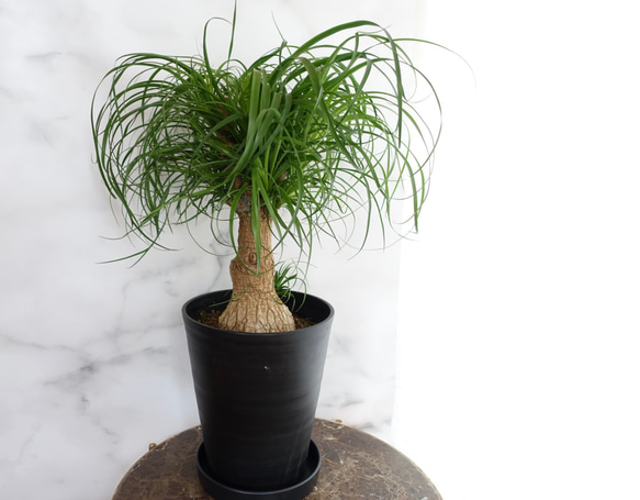 トックリラン　盆栽風　観葉植物 おしゃれ観葉植物♡トックリラン ブランチ ポニーテール 室内 10号