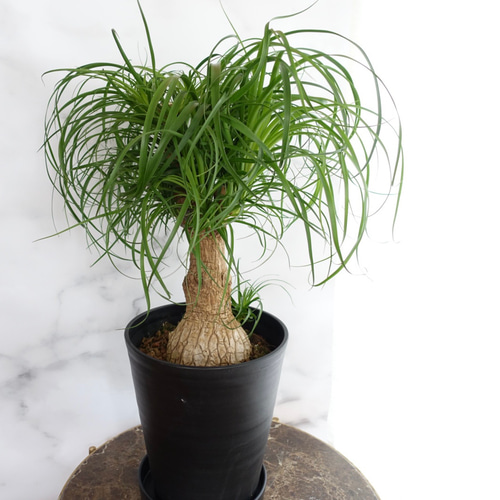 おしゃれ観葉植物♡トックリラン ブランチ ポニーテール 室内 10号
