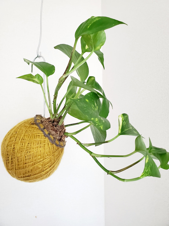 苔玉ハンギング】ポトス② その他インテリア雑貨