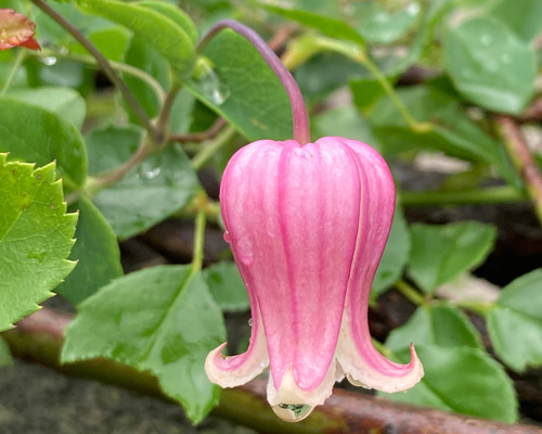 475c651ec80e43c7cf40455c9c20bf