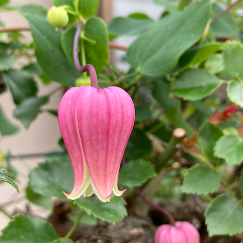 ピンク壺型クレマチス10粒 多肉植物 植花夢 通販 14637396｜Creema