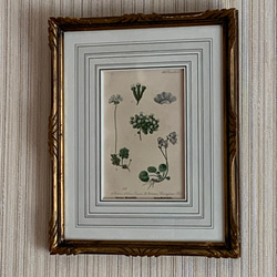 ボタニカルの版画のフランス額装 タペストリー・壁掛け RINFA 通販